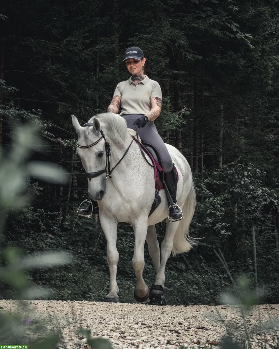 Bild 4: Reitbeteiligung in Basel für Lipizzaner-Wallach