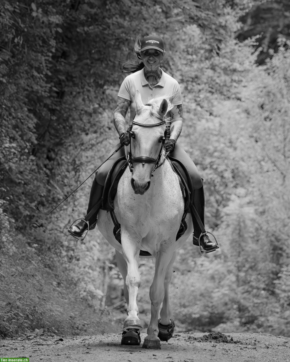 Bild 5: Reitbeteiligung in Basel für Lipizzaner-Wallach