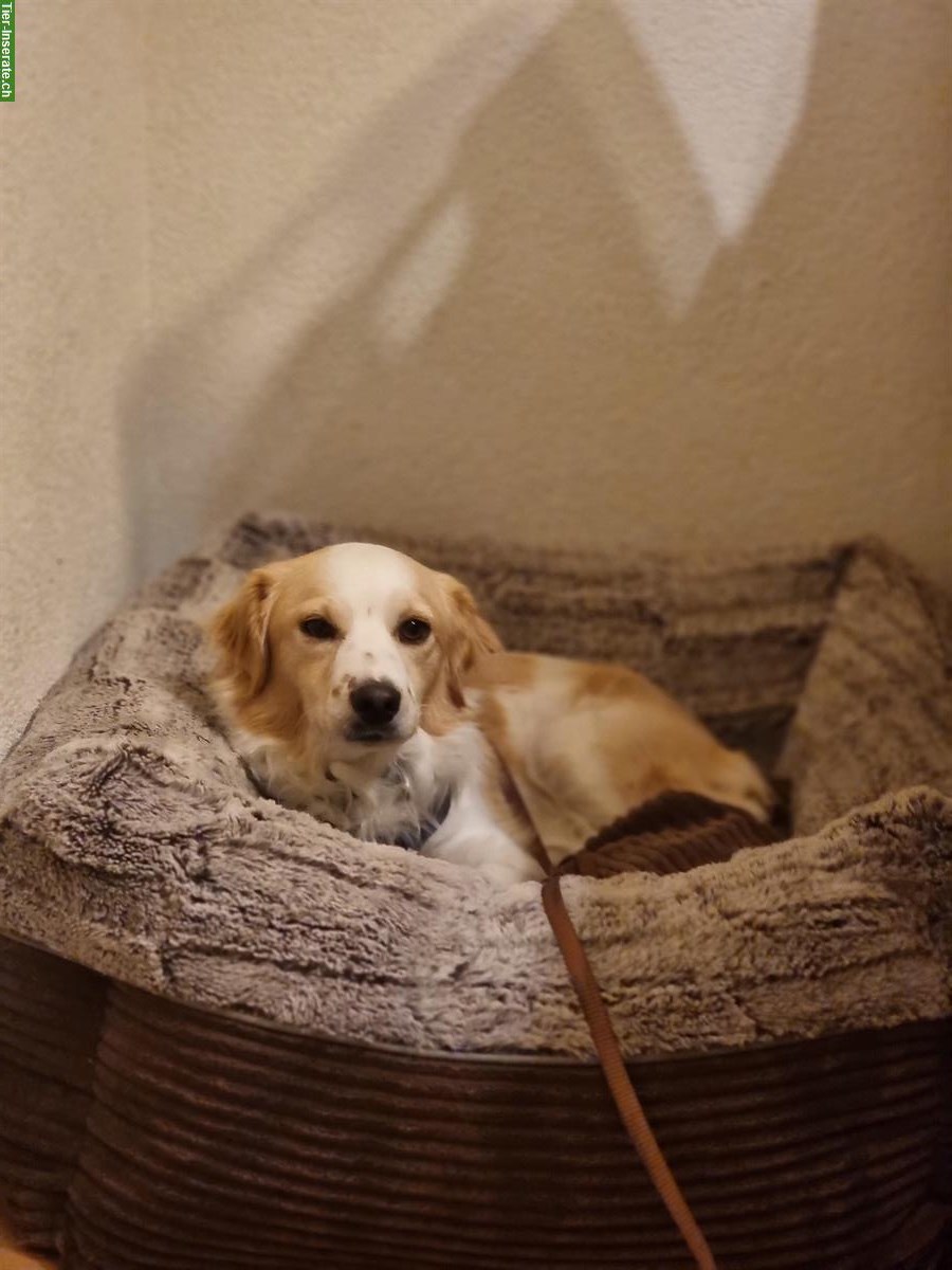 Mischlingsrüde Timmi sucht sein Traumzuhause