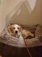 Mischlingsrüde Timmi sucht sein Traumzuhause