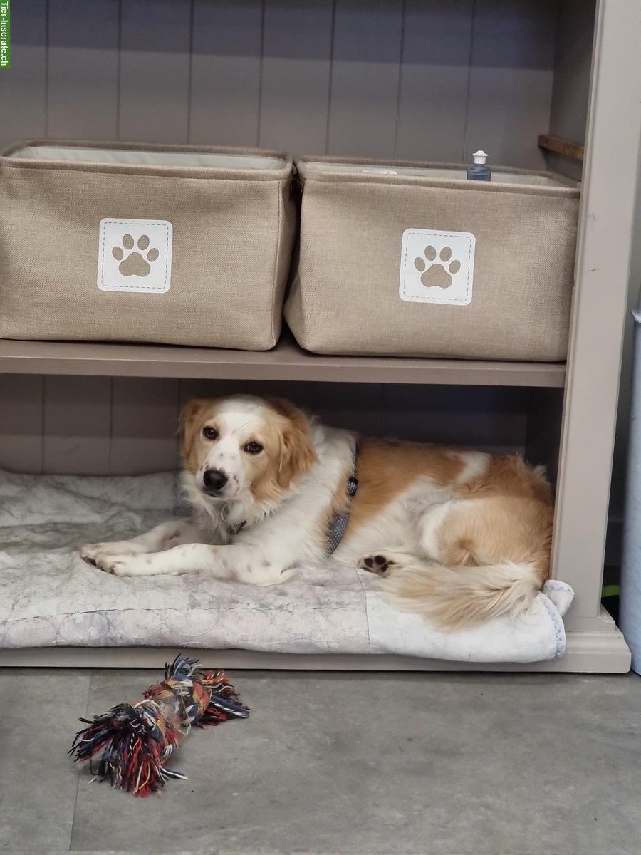 Bild 4: Mischlingsrüde Timmi sucht sein Traumzuhause