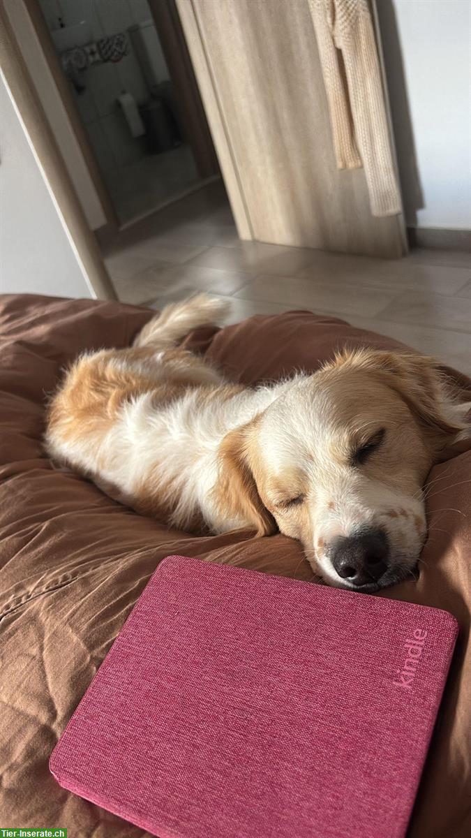 Bild 5: Mischlingsrüde Timmi sucht sein Traumzuhause