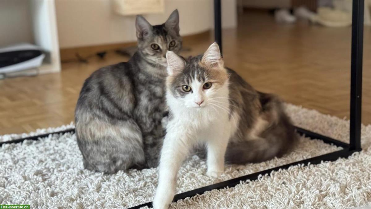 Junge Katzengeschwister, Bengal und Maine Coon
