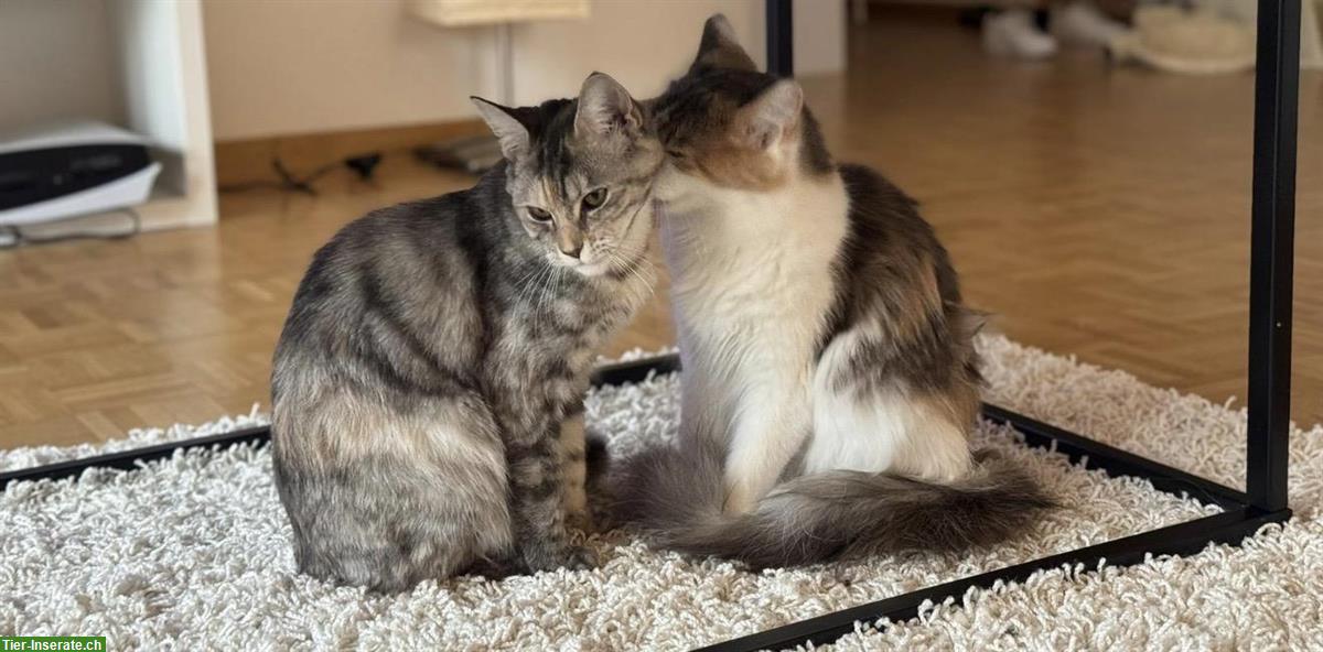 Bild 2: Junge Katzengeschwister, Bengal und Maine Coon