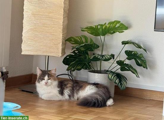 Bild 3: Junge Katzengeschwister, Bengal und Maine Coon