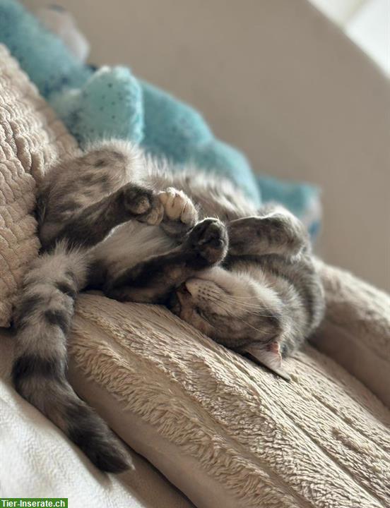 Bild 4: Junge Katzengeschwister, Bengal und Maine Coon