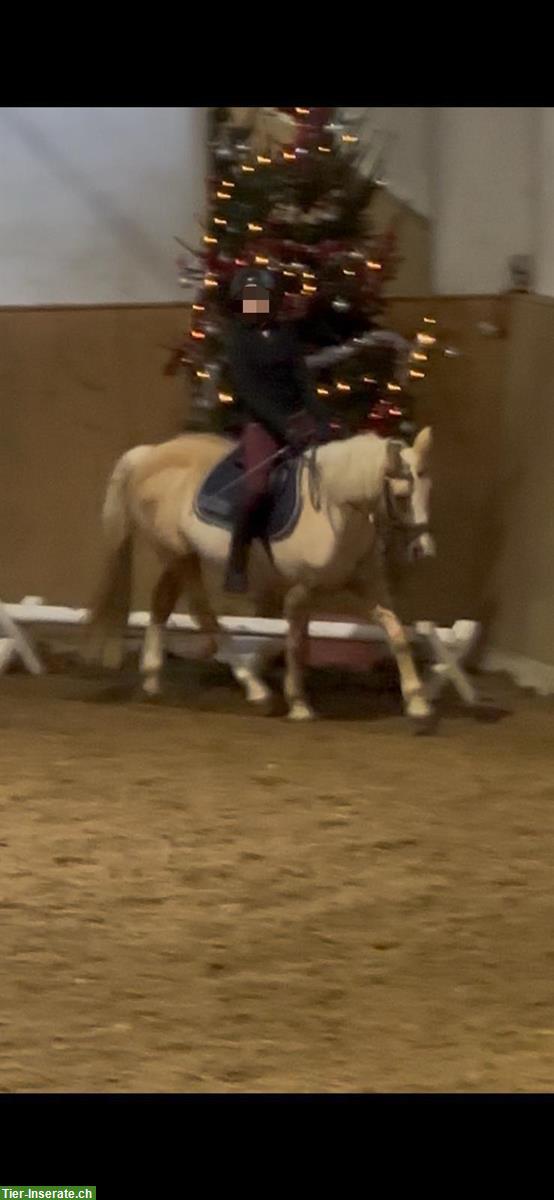 Bild 2: Hannah & Victoria suchen eine Reitbeteiligung, Nähe Zürich