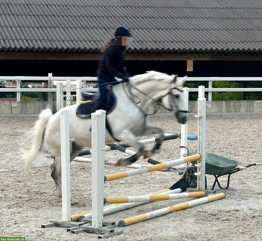 Bild 3: Hannah & Victoria suchen eine Reitbeteiligung, Nähe Zürich