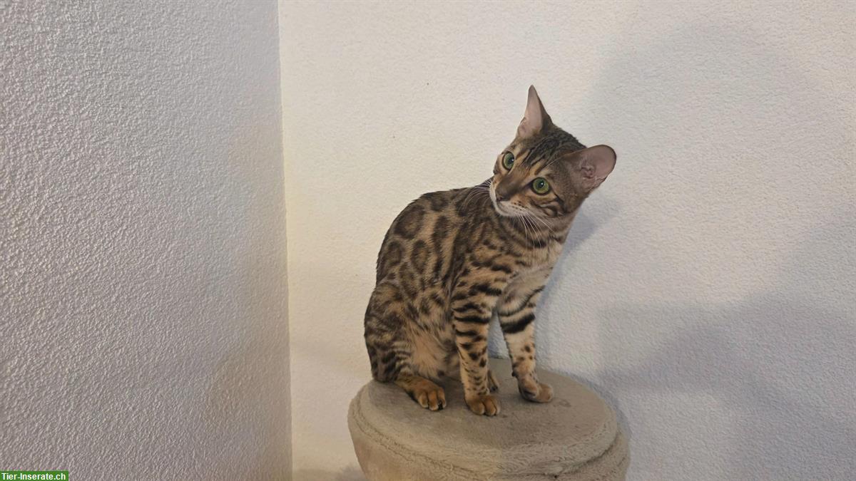 Reinrassige Bengal Katze, weiblich, Stubenrein