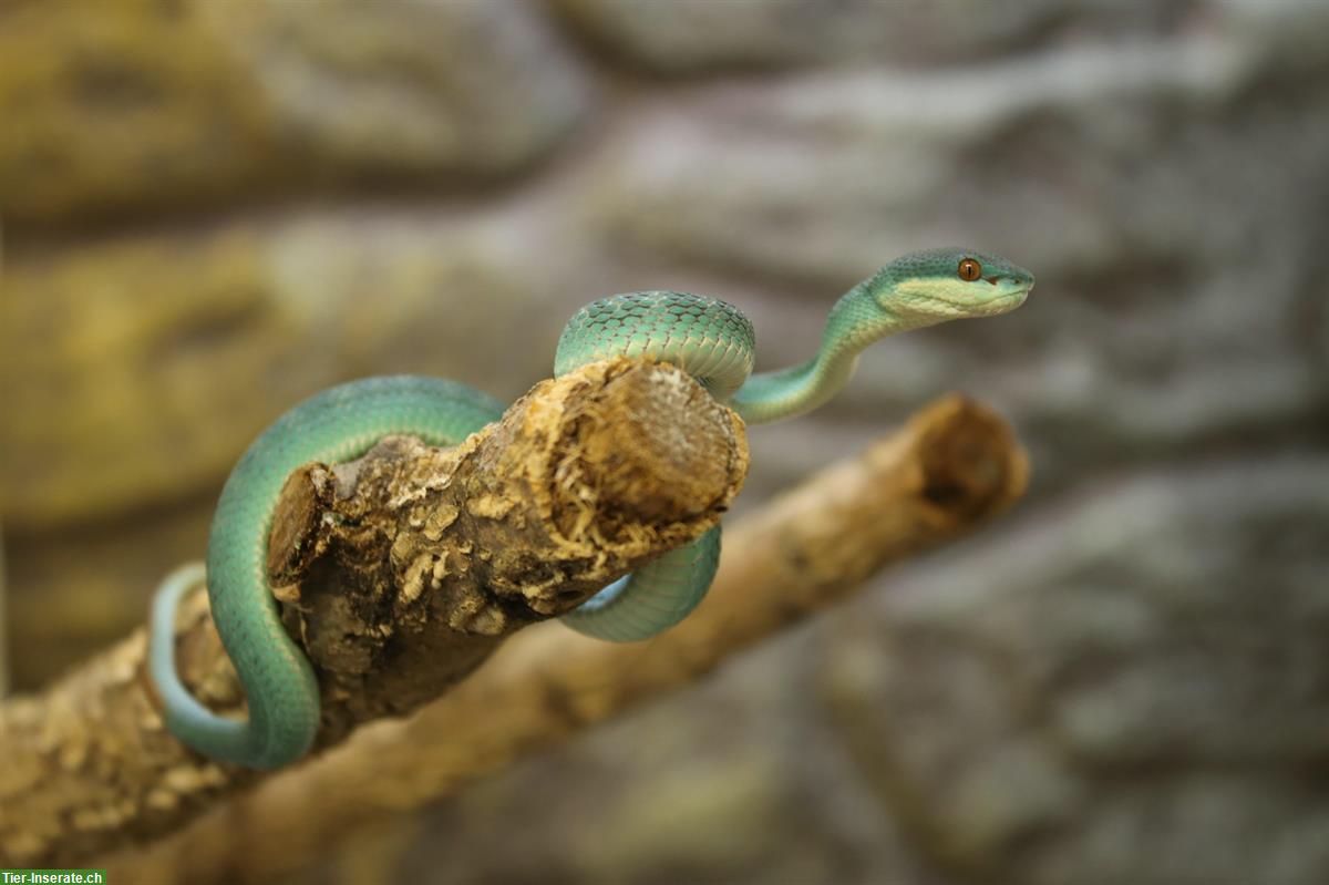 Trimeresurus insularis & Trimeresurus albolabris