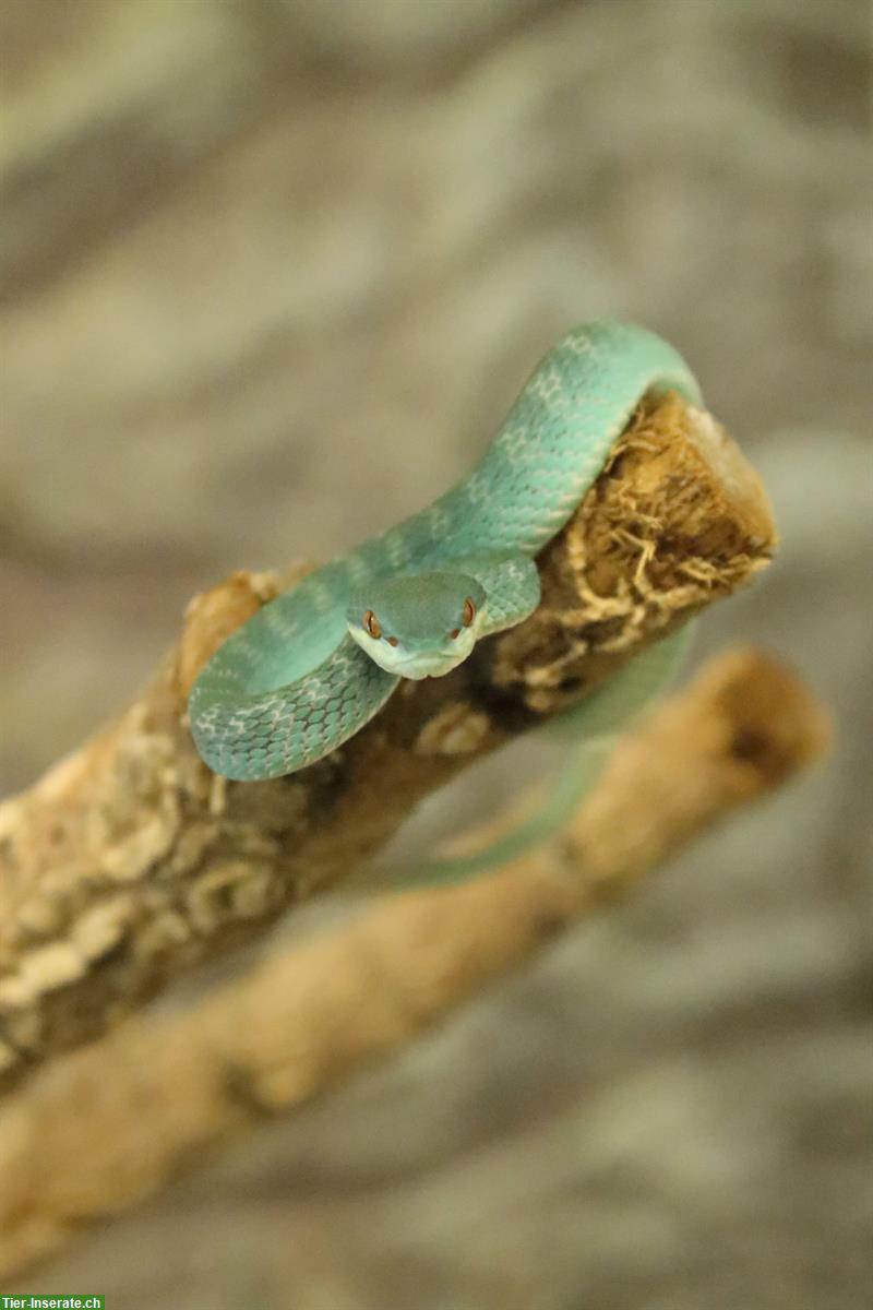 Bild 2: Trimeresurus insularis & Trimeresurus albolabris