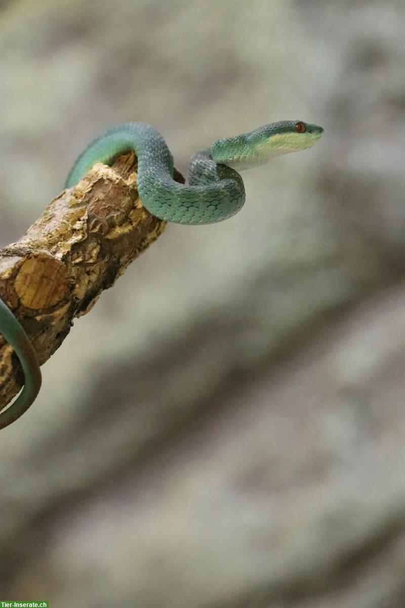 Bild 3: Trimeresurus insularis & Trimeresurus albolabris
