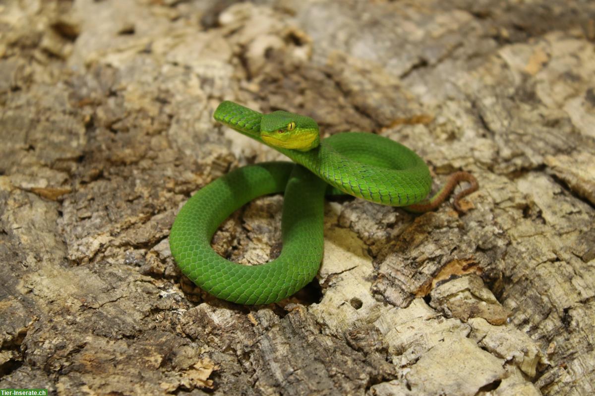 Bild 4: Trimeresurus insularis & Trimeresurus albolabris