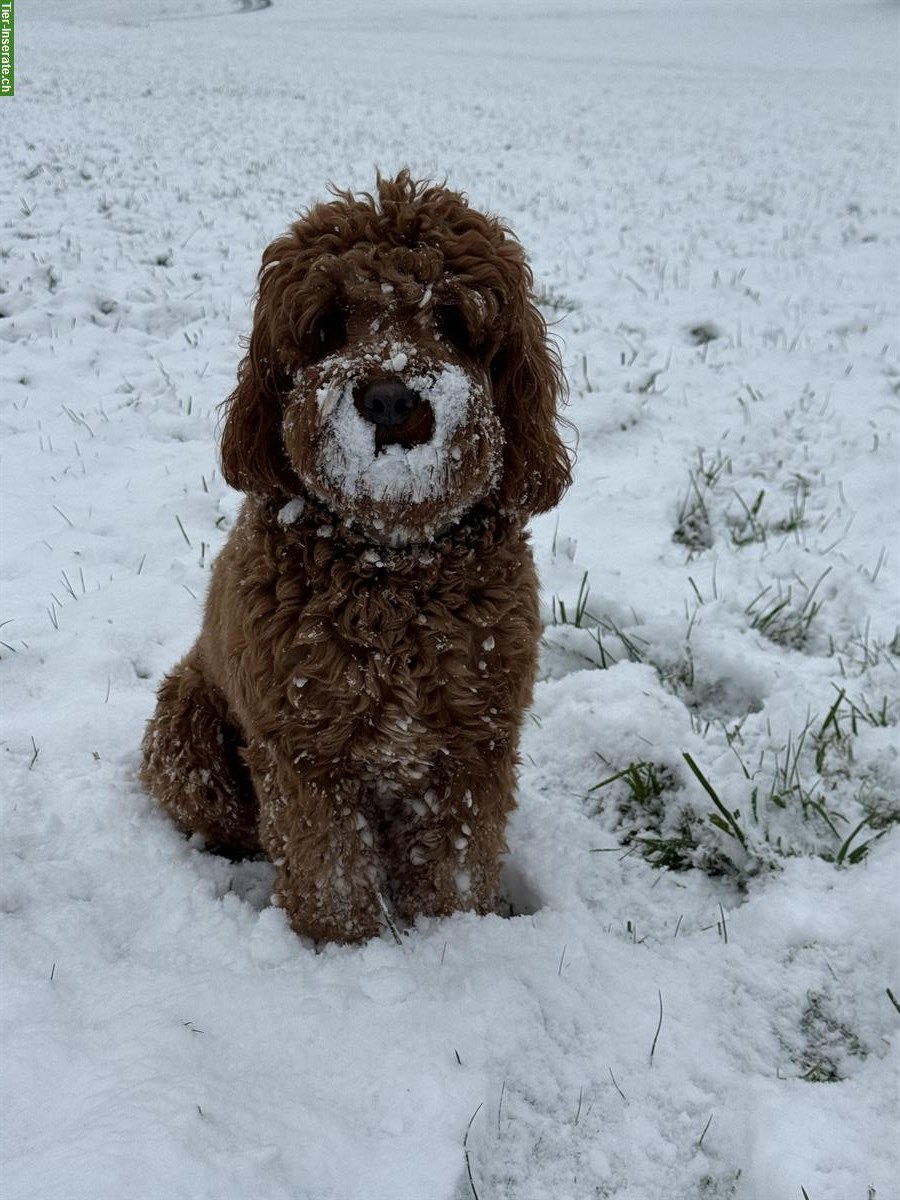 Suchen jemand der Hunde liebt für 2-3 mal Gassi gehen