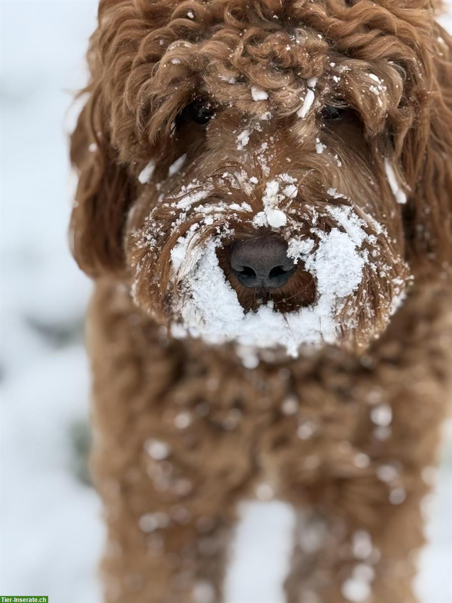 Bild 2: Suchen jemand der Hunde liebt für 2-3 mal Gassi gehen