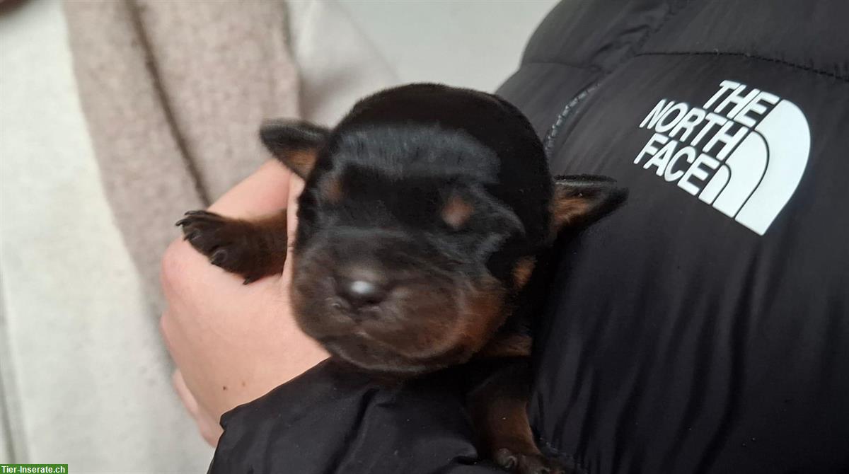Rottweiler Welpen aus ADRK (VDH) Zucht