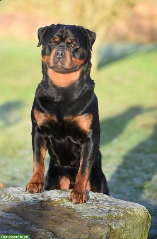 Bild 2: Rottweiler Welpen aus ADRK (VDH) Zucht
