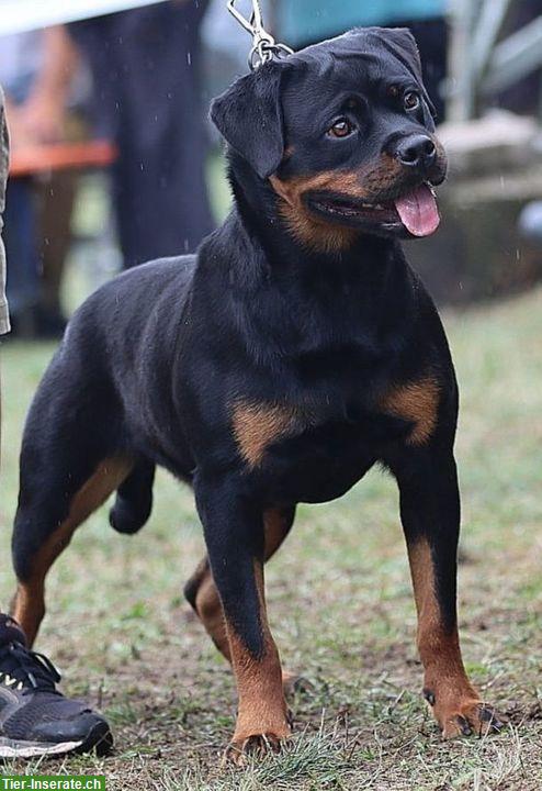 Bild 3: Rottweiler Welpen aus ADRK (VDH) Zucht