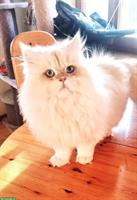 BLH Deckkater Blue golden shaded point, trägt Cinnamon