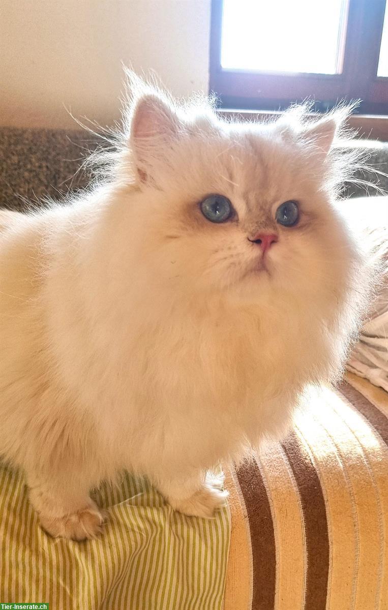 Bild 10: BLH Deckkater Blue golden shaded point, trägt Cinnamon