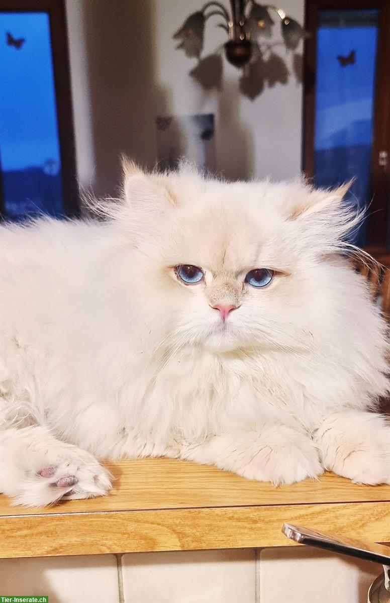 Bild 5: BLH Deckkater Blue golden shaded point, trägt Cinnamon