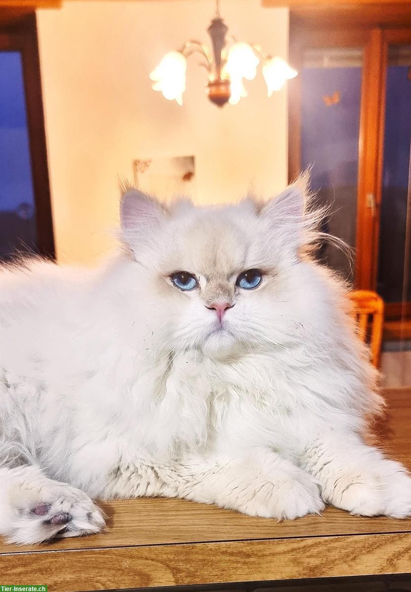 Bild 6: BLH Deckkater Blue golden shaded point, trägt Cinnamon