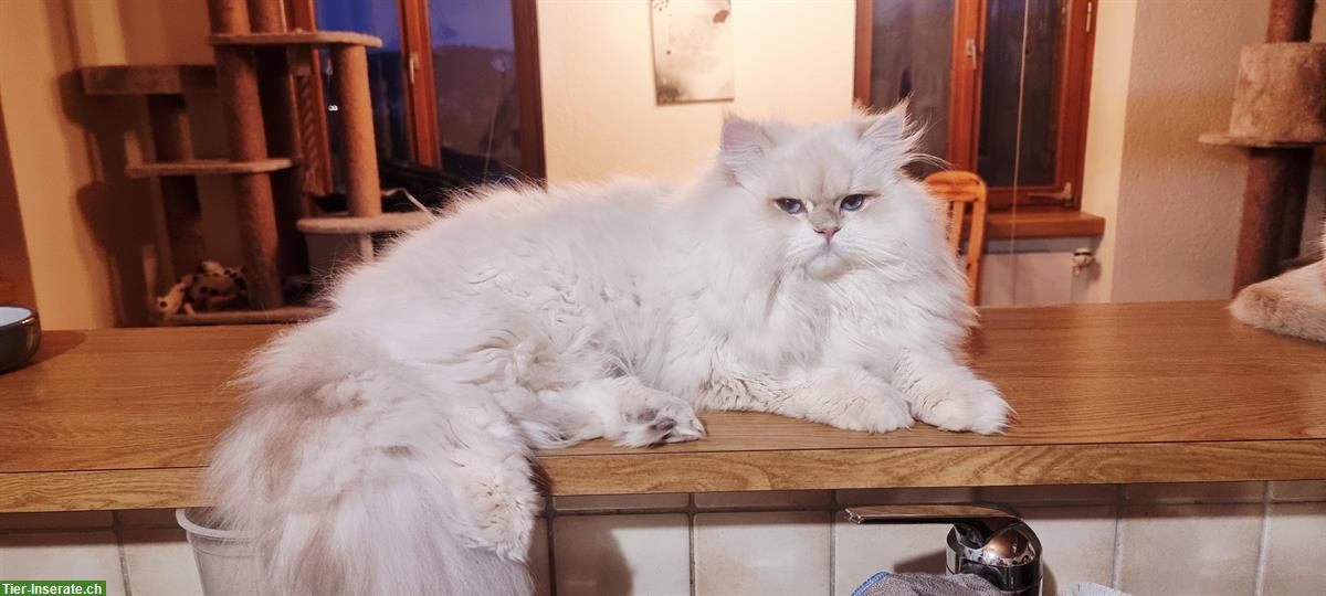 Bild 7: BLH Deckkater Blue golden shaded point, trägt Cinnamon