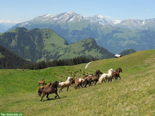 Alters- und Auszeitplätze frei für Islandpferde in Furna GR