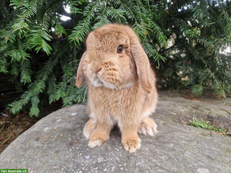 Minilop/Zwergwidder Weibchen, für Aussenhaltung mit Freilauf
