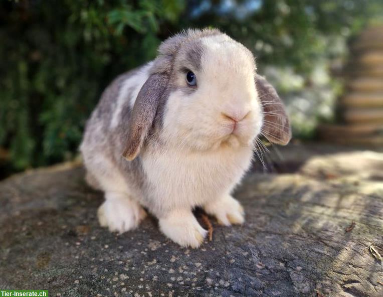 Bild 2: Minilop/Zwergwidder Weibchen, für Aussenhaltung mit Freilauf