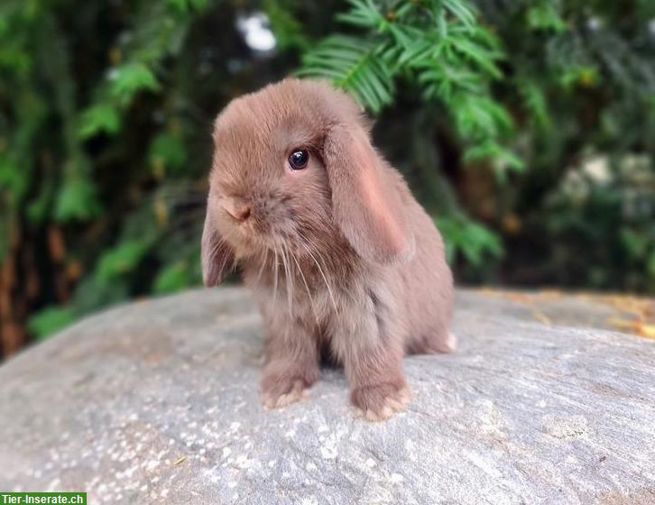 Bild 3: Minilop/Zwergwidder Weibchen, für Aussenhaltung mit Freilauf