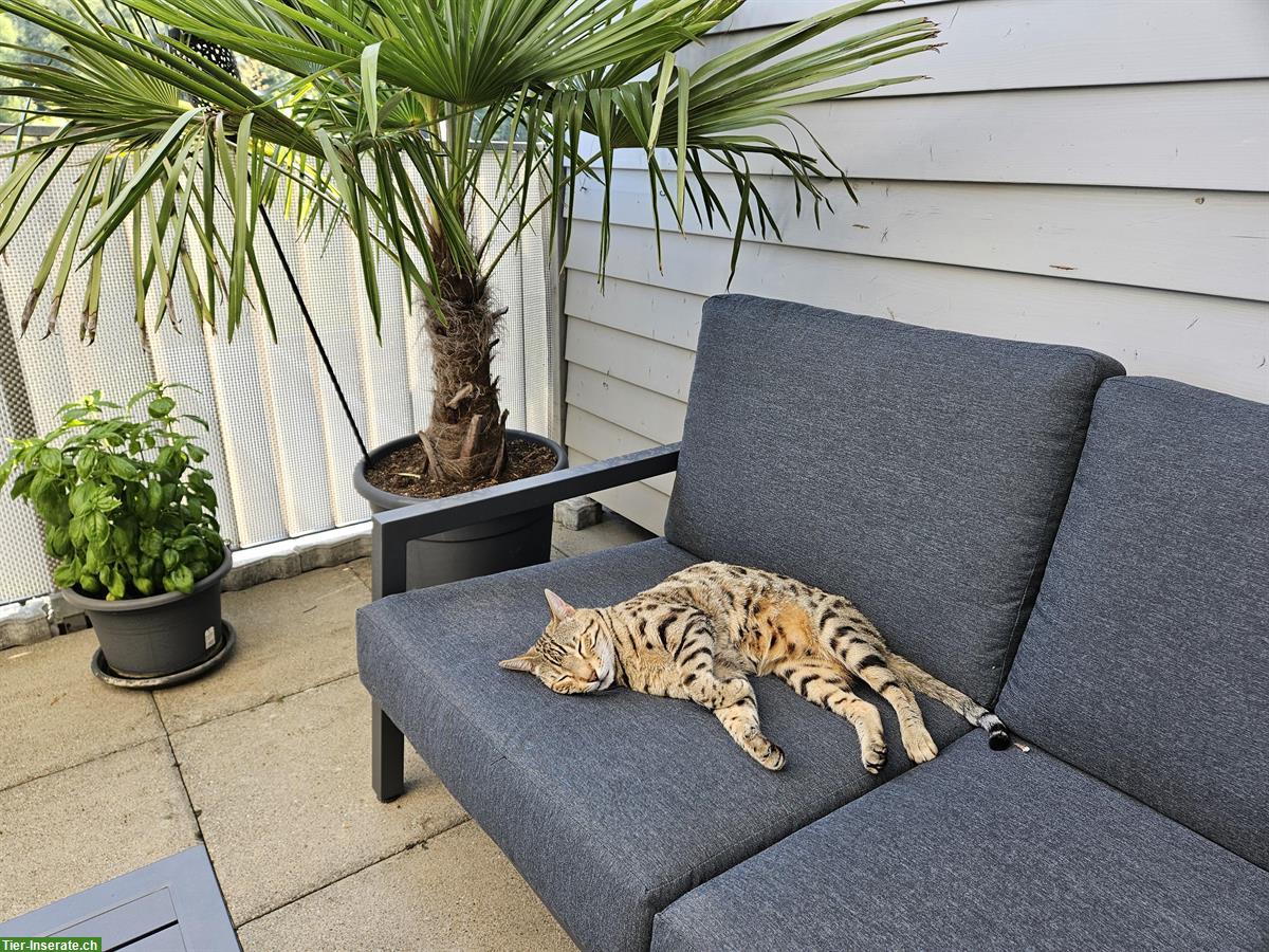 Bild 2: Bengalkatzen-Senioren suchen gemeinsames Zuhause