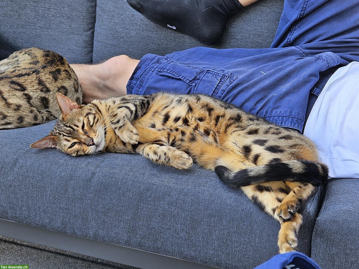Bild 3: Bengalkatzen-Senioren suchen gemeinsames Zuhause