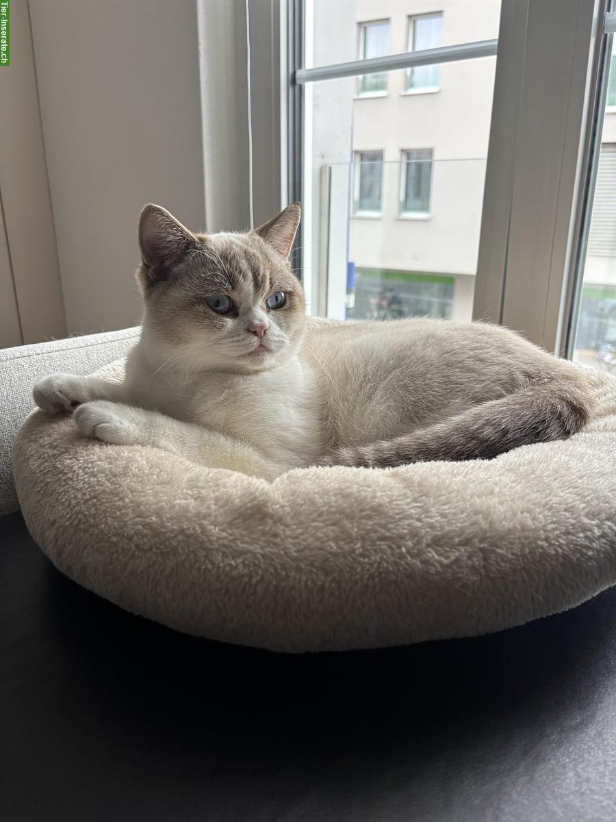 Bild 2: Deckkater BKH Color Point & Tabby Point