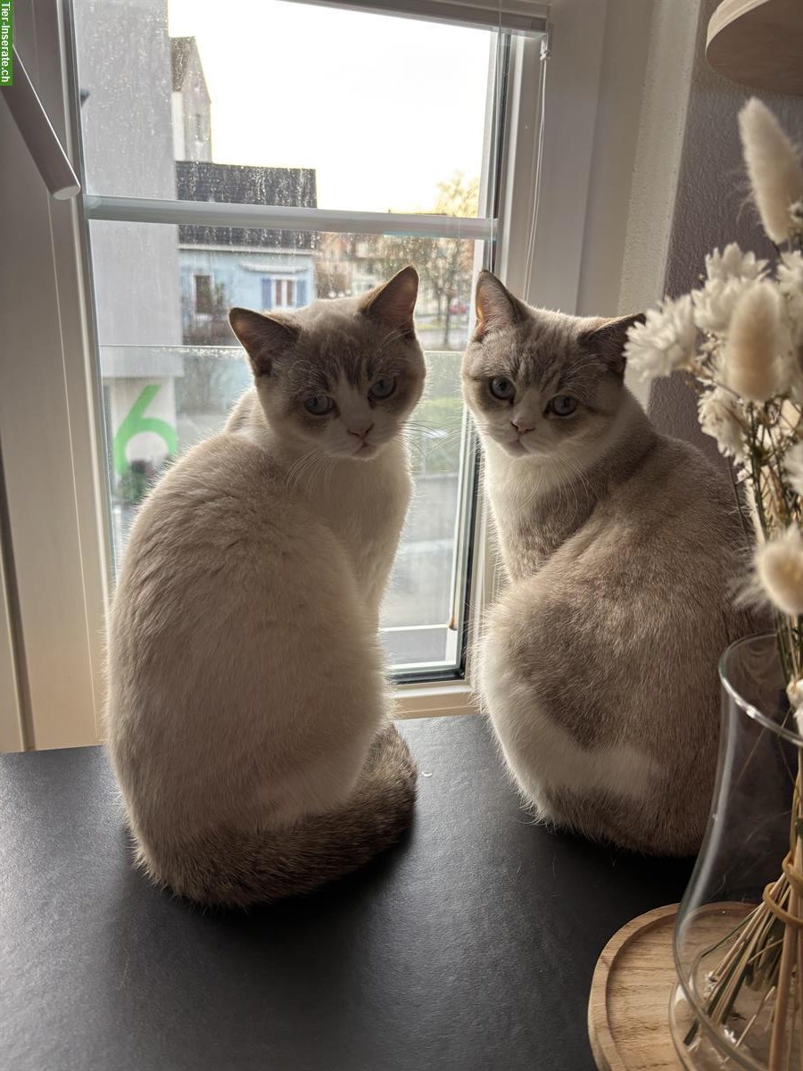 Bild 3: Deckkater BKH Color Point & Tabby Point