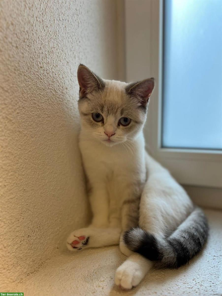 Bild 4: Deckkater BKH Color Point & Tabby Point