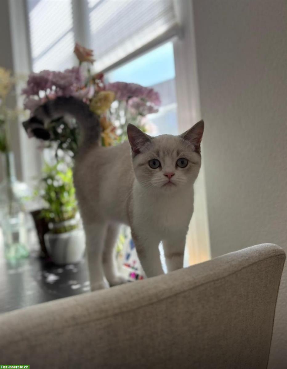 Bild 5: Deckkater BKH Color Point & Tabby Point