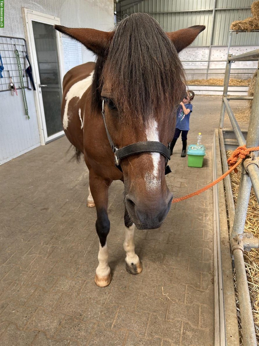 Endmasspony Wallach, 10-jährig, kinderfreundlich