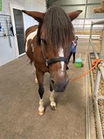 Endmasspony Wallach, 10-jährig, kinderfreundlich