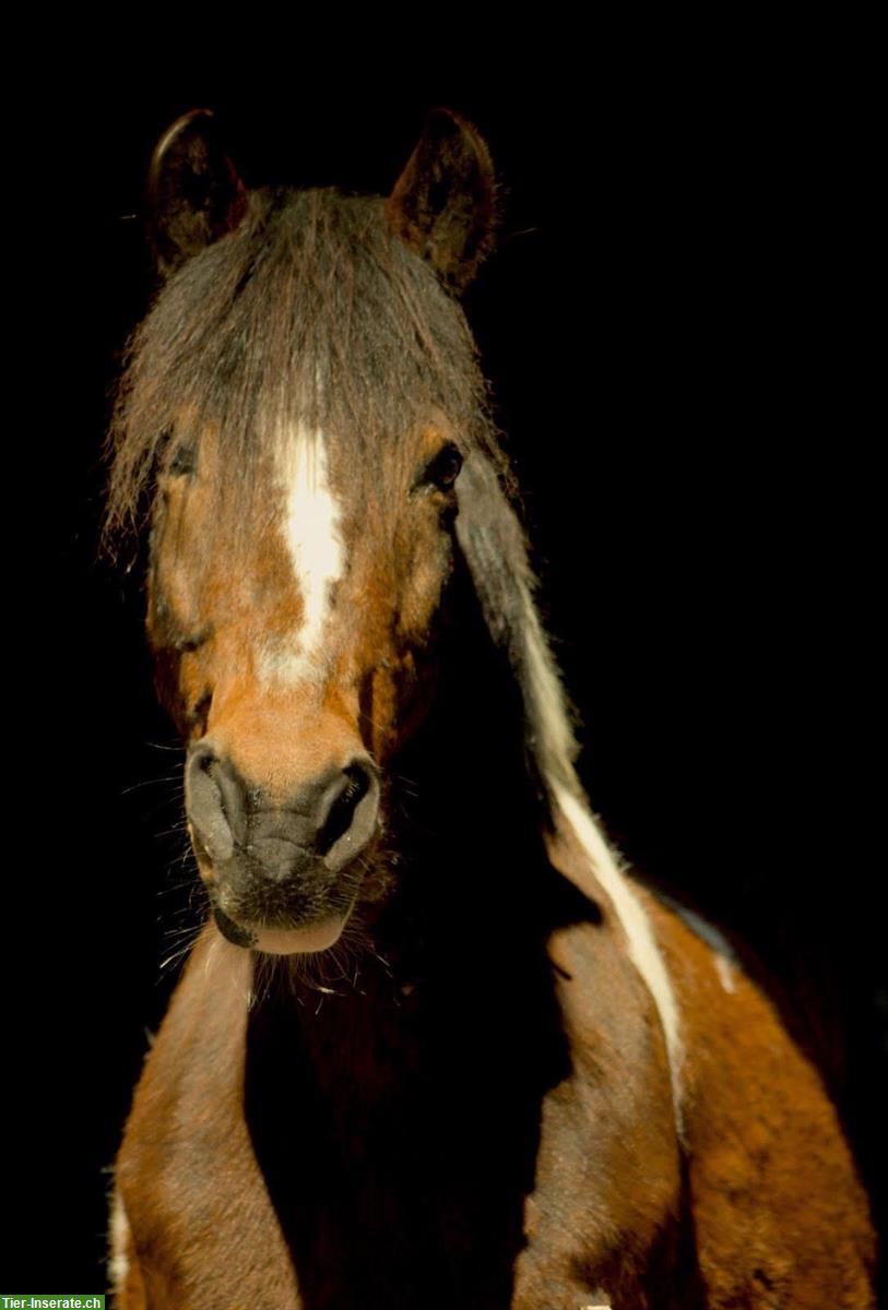 Bild 2: Endmasspony Wallach, 10-jährig, kinderfreundlich