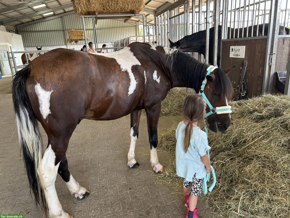Bild 3: Endmasspony Wallach, 10-jährig, kinderfreundlich