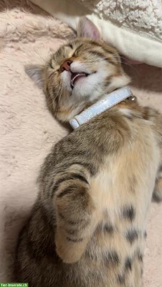 Baby Kätzchen sucht ein Zuhause für immer