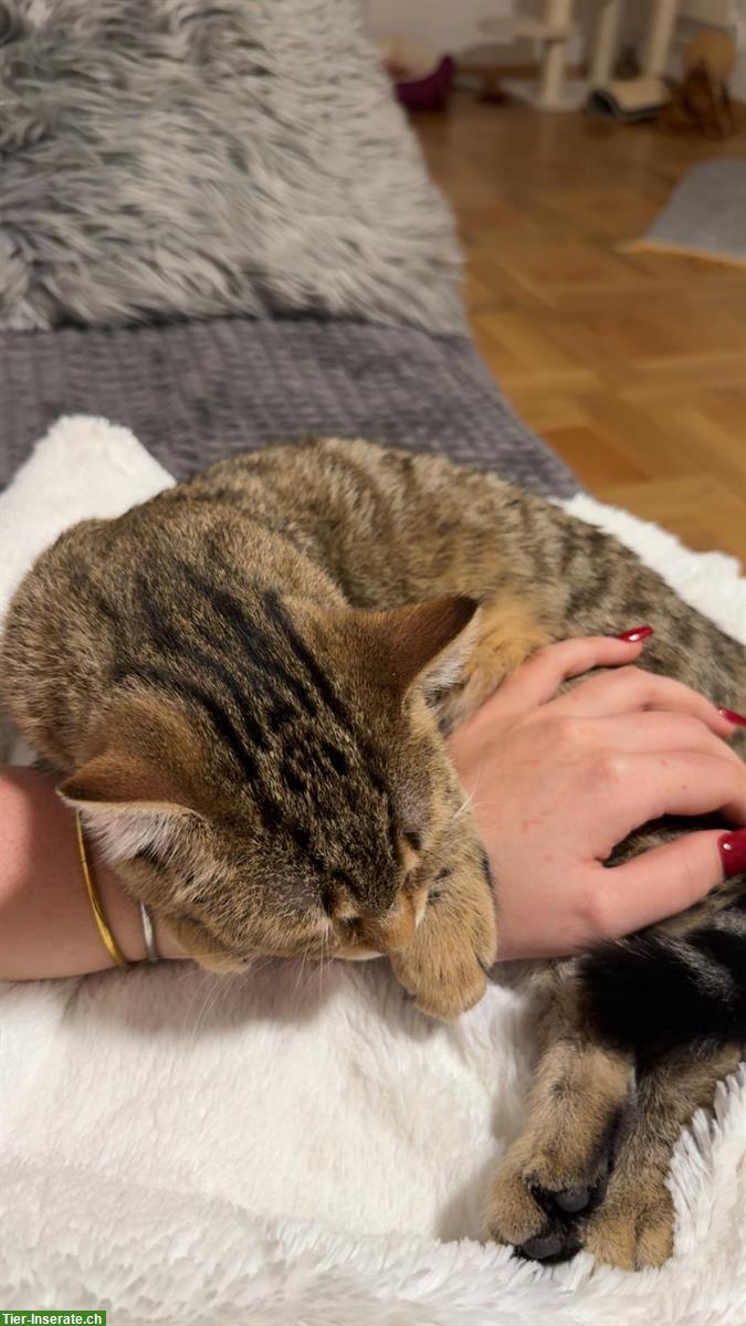 Bild 2: Baby Kätzchen sucht ein Zuhause für immer