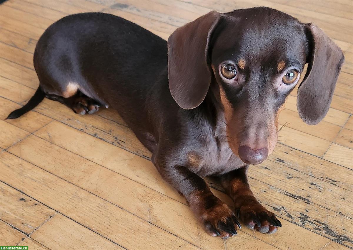 Junge Kaninchendackel Hündin mit FCI-Stammbaum