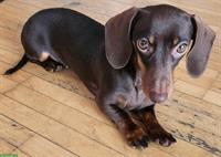 Junge Kaninchendackel Hündin mit FCI-Stammbaum