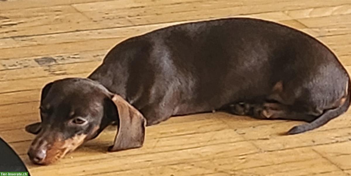 Bild 2: Junge Kaninchendackel Hündin mit FCI-Stammbaum