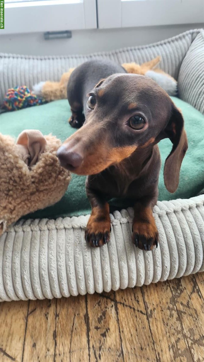 Bild 3: Junge Kaninchendackel Hündin mit FCI-Stammbaum