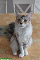 Maine Coon Katze, 2 Jahre alt, sucht liebevolles Zuhause