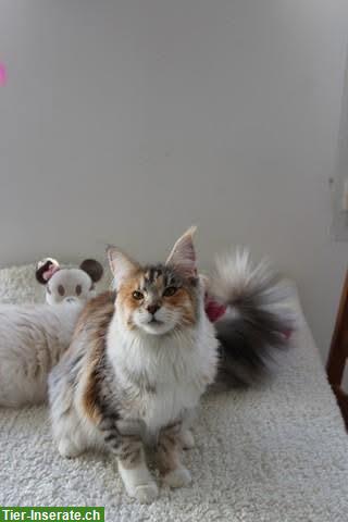 Bild 2: Maine Coon Katze, 2 Jahre alt, sucht liebevolles Zuhause