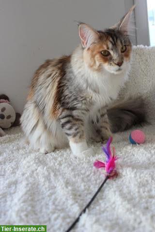 Bild 3: Maine Coon Katze, 2 Jahre alt, sucht liebevolles Zuhause